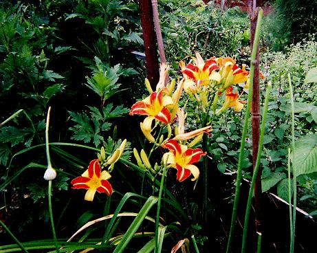 Naomi Kane's Day Lilys